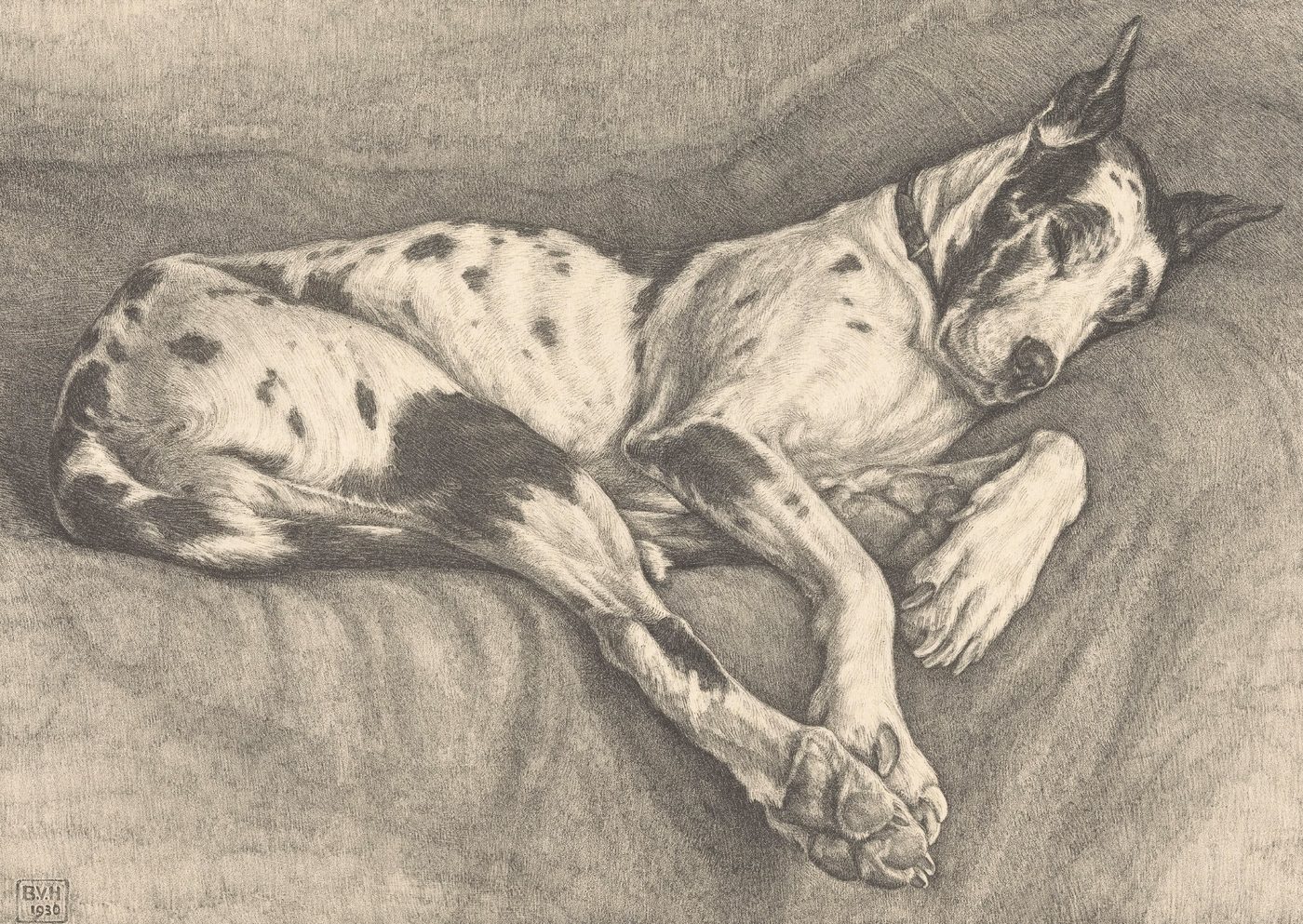 A Great Dane asleep — lithograph by B. van Hasselt, 1930
